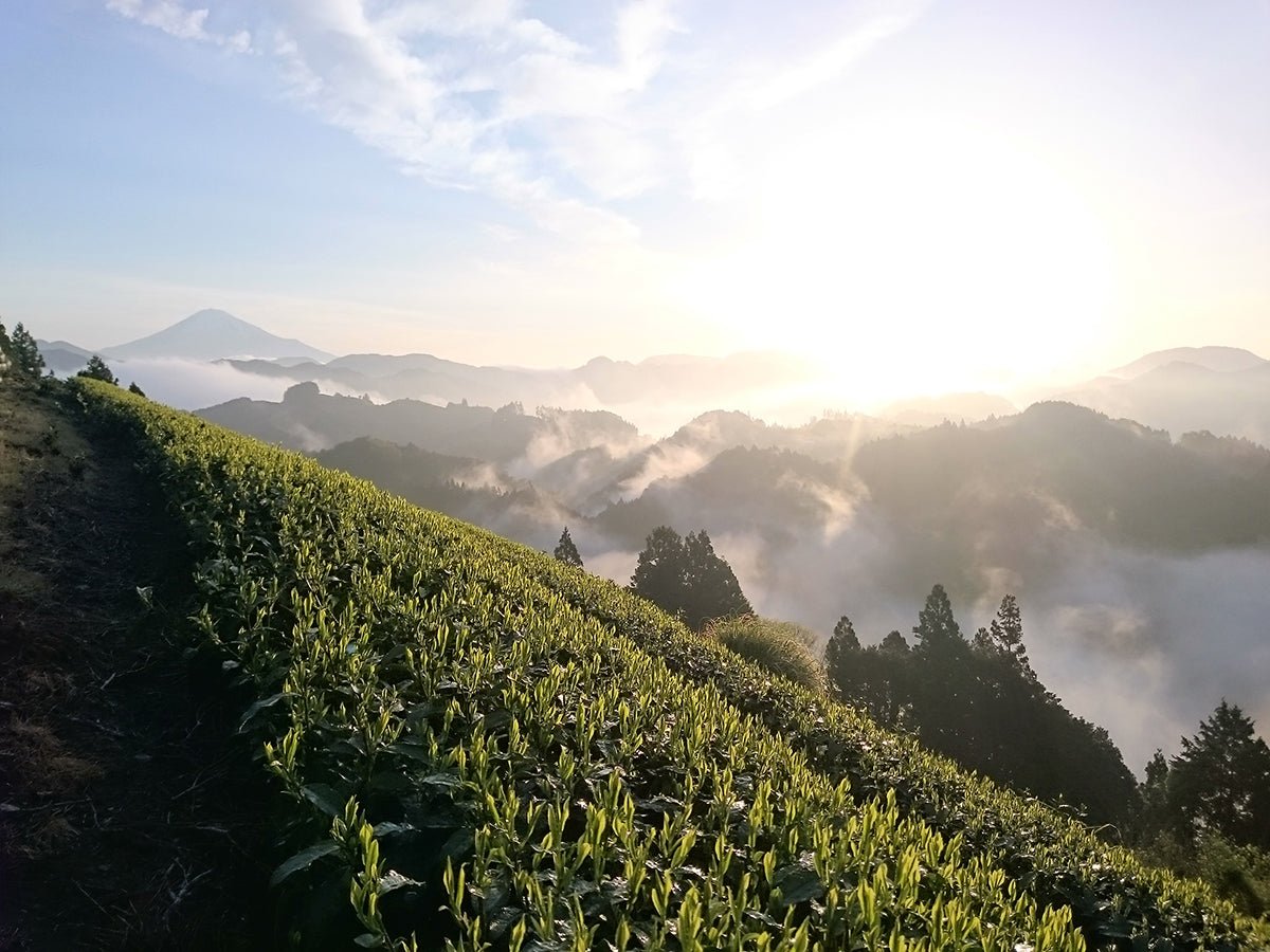Sencha - Okuharuka (Single Origin)