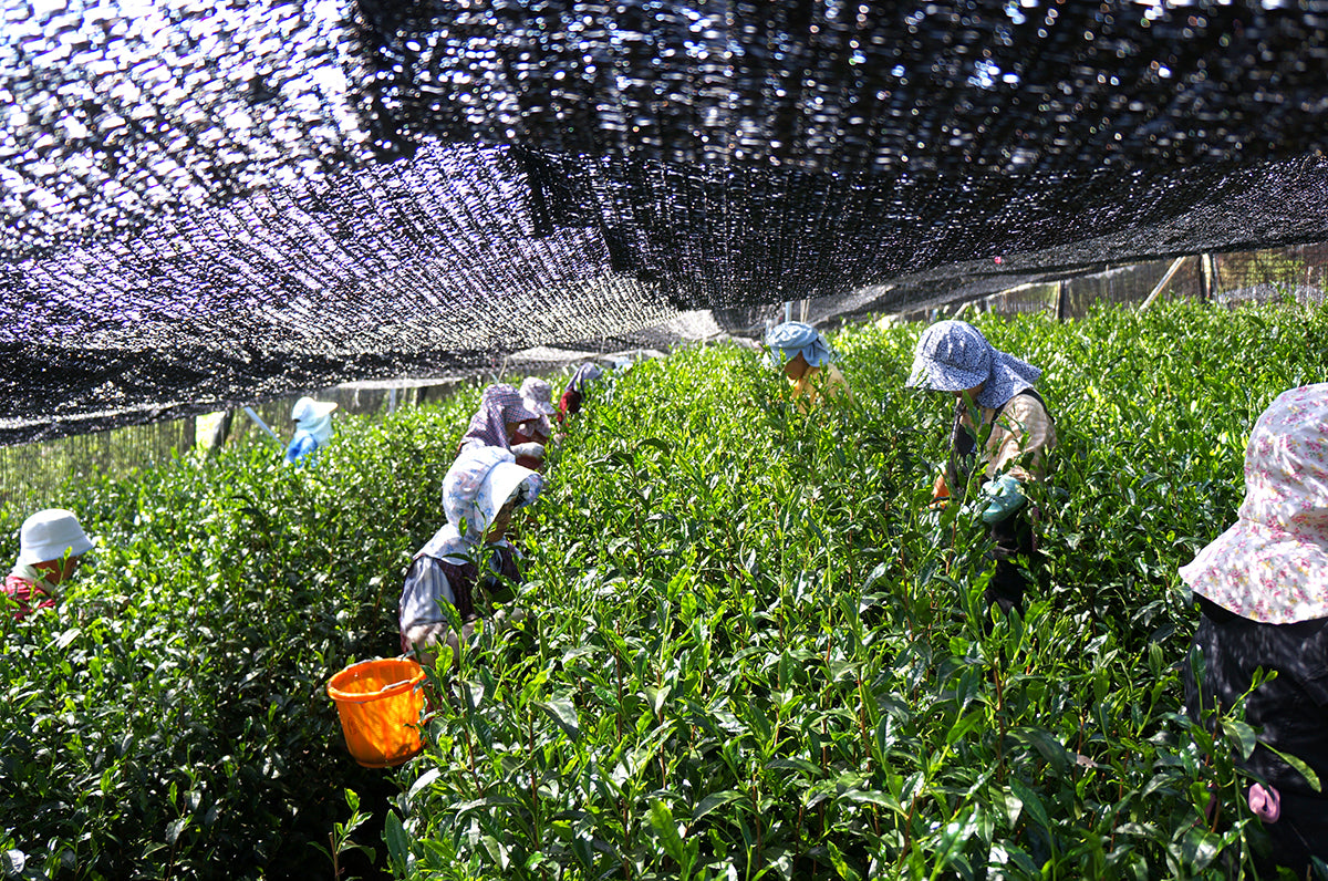 Sencha - Koushun (Single Origin)